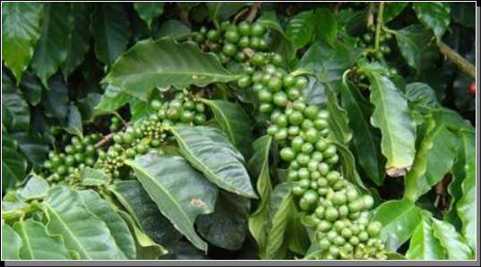% NOR - para frutos Remobilização das reservas é biológica, inevitável O cafeeiro também é fonte de nutrientes 55 45 35 25 Lima F o & Malavolta (2003) R 2 = 0,82** 15 14 19 24 29 N foliar g kg -1 A