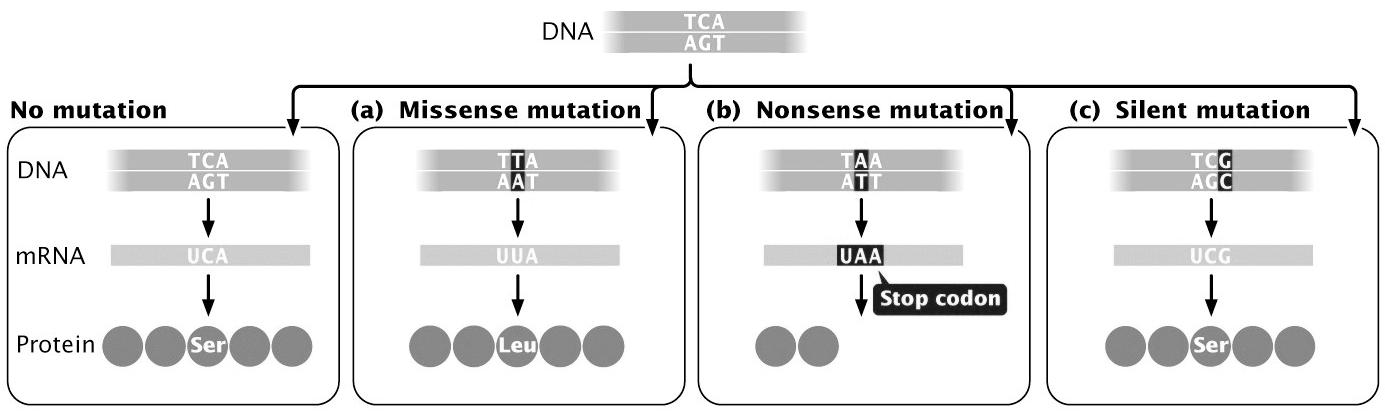 Tipos de mutações Mutação