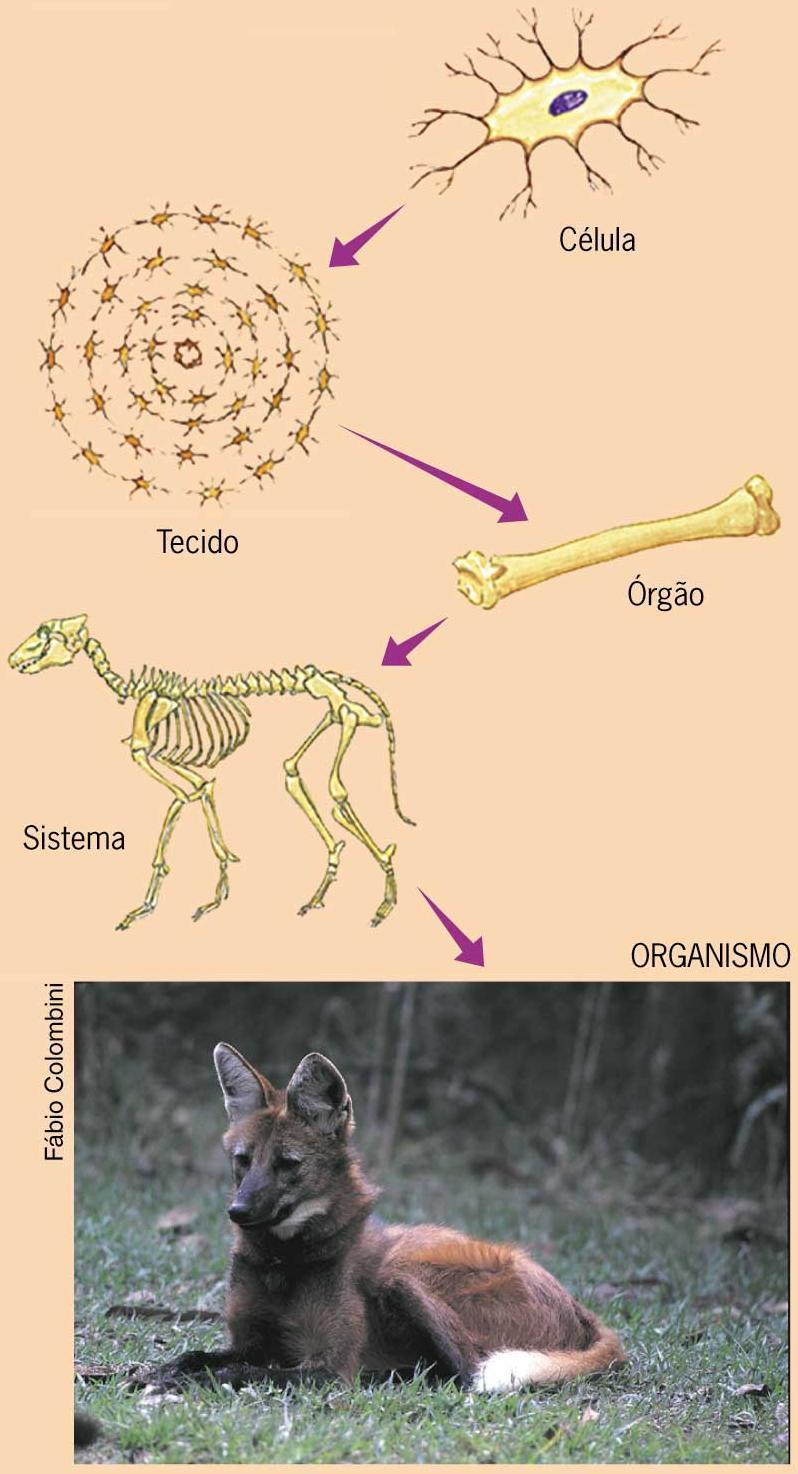 Níveis de organização Célula