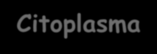 Citoplasma Fica entre a Membrana Plasmática e o Núcleo.