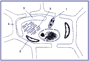 10-)Nas raízes, é comum observar-se: I. Floema e xilema formando feixes separados e alternados; II. Endoderma sempre com estria de Caspary. III. Epiderme produzindo pêlos absorventes.