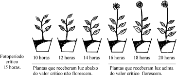 Algumas plantas só respondem ao fotoperíodo depois de receber algum outro tipo de estimulação.