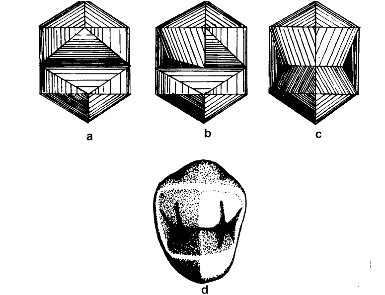 Figura 46- (a) Aspecto final das áreas expulsivas; (b) Início da operação de corte das vertentes triturantes da cúspide vestibular; (c) conclusão das vertentes; (d) face oclusal terminada.