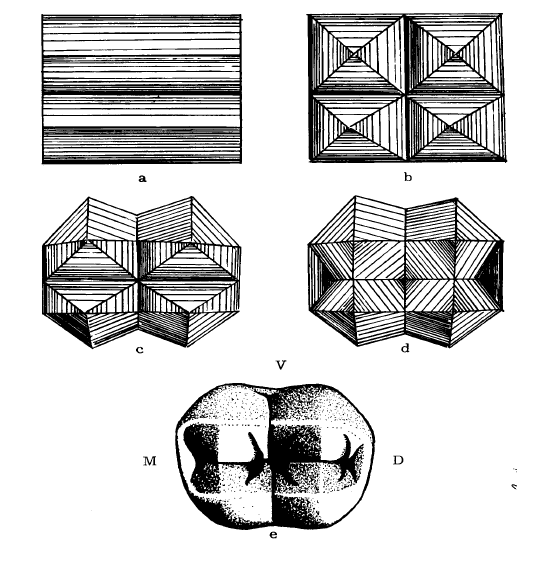 j) A característica principal deste dente é a existência de quatro cúspides, construídas inicialmente com o mesmo tamanho. Observe o sulco cruciforme formado entre elas na Figura 63b.