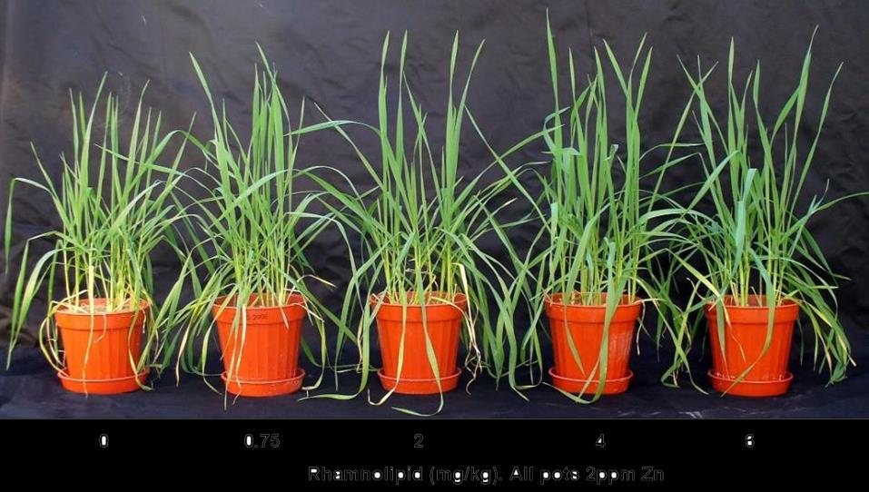 Novos Quelatos para Aumentar a Eficiência de Absorção de Micronutrientes Rhamnolipid (RH) Produced by bacteria, can diffuse easily across