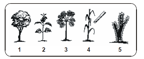 11. (UEPG) Todos os tecidos de um vegetal se originam dos meristemas, por crescimento e diferenciação. Sobre esse constituinte celular, assinale o que for correto.