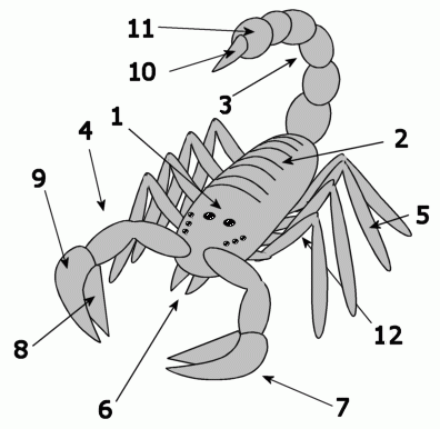 Aspecto externo do escorpião 1 = cefalotórax; 2 = abdome; 3 = cauda; 4 = pedipalpos 5 = pernas;
