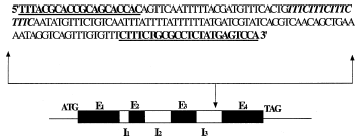 Por que marcar QTLs: 1. Geneticistas herança, arquitetura genética; 2. Melhoristas Identificar marcadores/seleção caracteres complexos. Caráter quantitativo: 1. Poucos genes de grande efeito; 2.