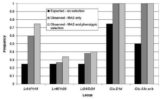 Introdução em trigo de alelos de resistência e de qualidade da cultivar