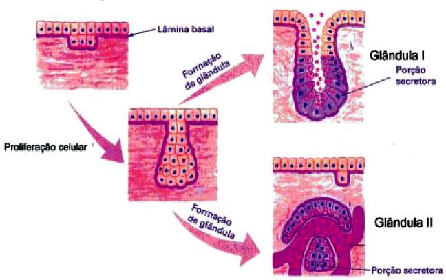 A figura abaixo mostra um esquema comparativo da formação de dois tipos de glândulas.