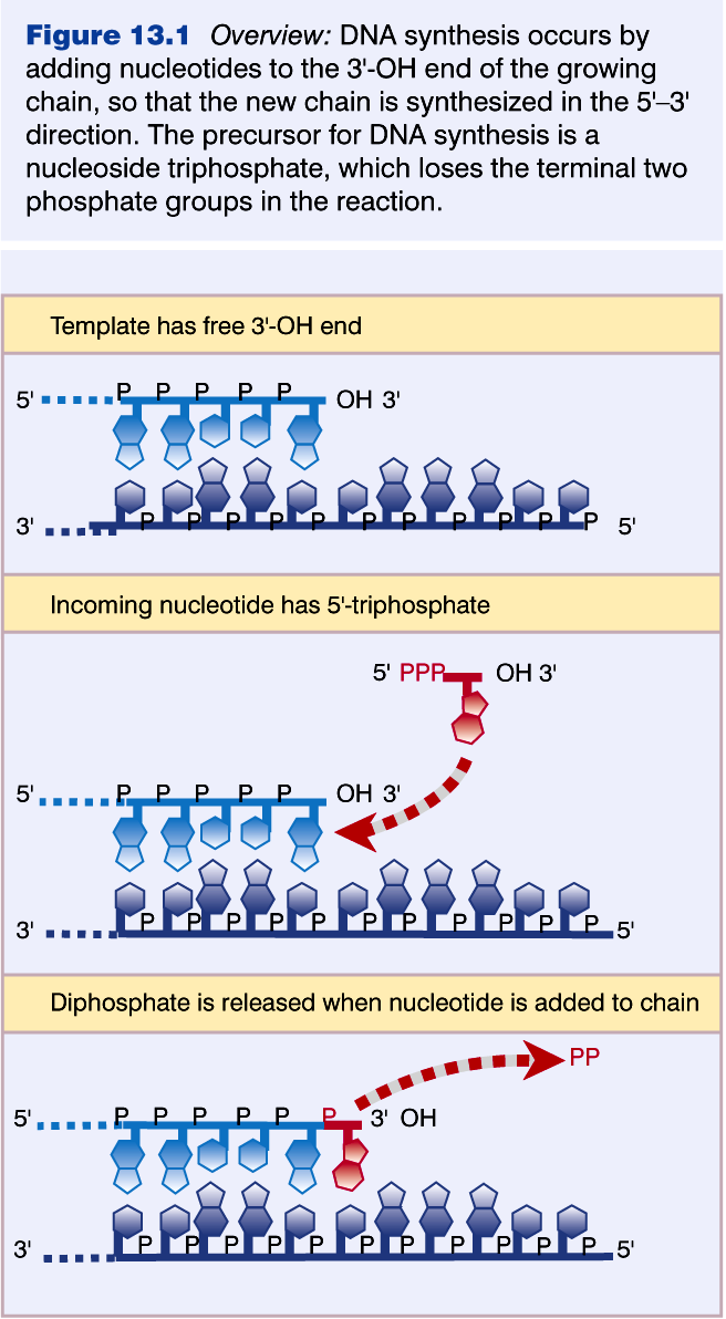Movimento da forquilha de replicação: A partir da origem, a replicação prossegue ao longo da fita de DNA, em uma ou ambas as