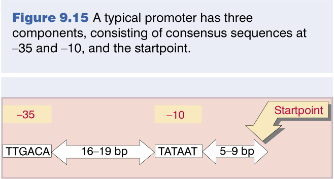 O reconhecimento do promotor depende de seqüências consensuais. Um promotor típico possui três componentes, sendo formado pelas seqüências consensuais em 10 e 35 e pelo sítio de início da transcrição.
