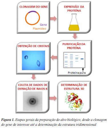 ESQUEMA DA DETERMINAÇÃO