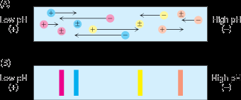 Eletroforese (SDS-Page) bi-dimensional 1) Separação pelo