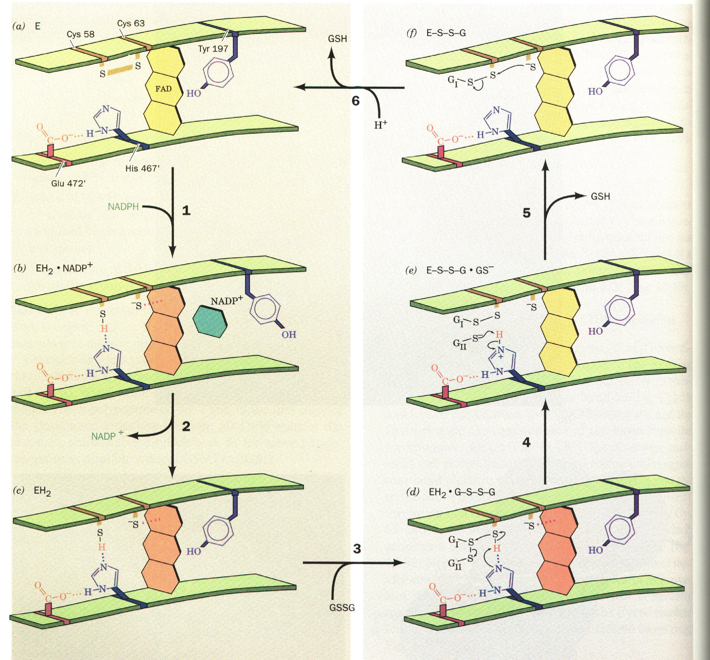 Chagas e Leishmania: enzimas-alvo TR e GR Ciclo da Reação Catalítica da GR a GSH ES-SE Glutationa redutase (GR) E-S-S-G f H+ substrato GSSG GSH NADPH GSSG + NADPH + H+GR 2 GSH + NADP+ b E-S-S-G GS-