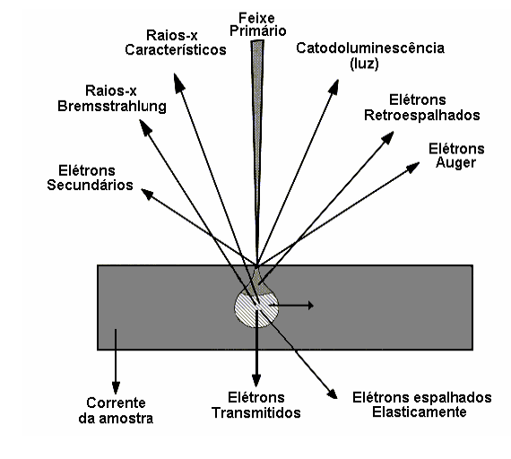 MICROSCOPIA Microscopia