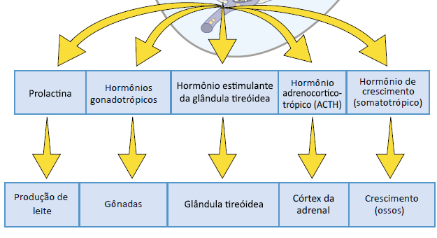 Mensagem Química: Hormônios Hipófise: É dividida em duas partes distintas: a adenoipófise (ou hipófise anterior) e a neuroipófise (ou