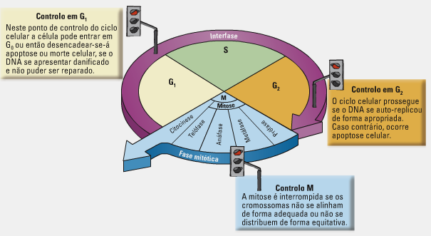 Aspectos comparativos da fase mitótica em células animais e em células vegetais Nas células vegetais não existem centríolos. Os microtúbulos auto reorganizam-se.