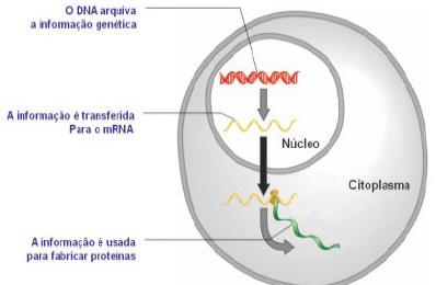 Embora a sequência de bases do DNA determine a sequência de aminoácidos na proteína, as células não usam directamente a informação contida no DNA.