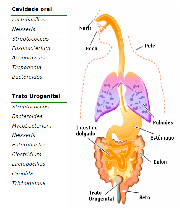 Microrganismos da microbiota residente humana