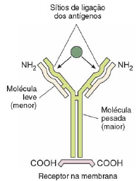 Biologia 137 Anticorpos ou Imunoglobulinas Os anticorpos ou imunoglobulinas são proteínas formadas por quatro cadeias peptídicas (duas cadeias pesadas e duas cadeias leves), em uma estrutura