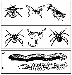 33) (UFPR-2006) Em relação à classificação dos animais, é correto afirmar: a) As planárias, apesar de não serem parasitas, são classificadas no Filo Platyhelminthes.