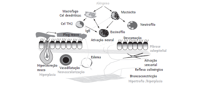 11 desenvolvimento dos eosinófilos, estimulando a liberação de seu conteúdo que provocam grandes danos às mucosas 4.