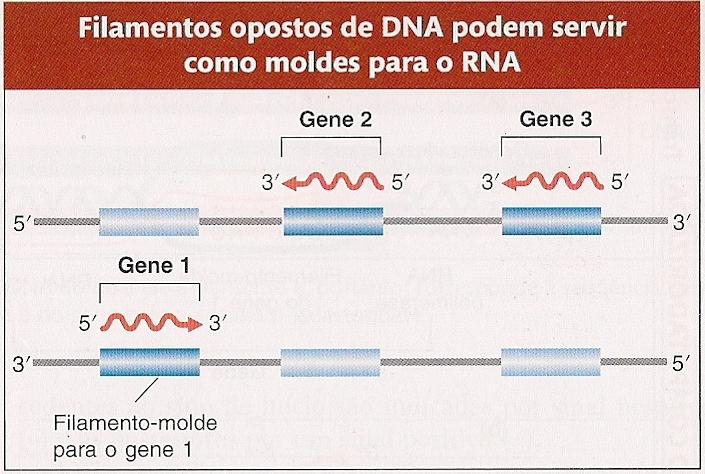 apenas um filamento é usado e, nesse gene, é