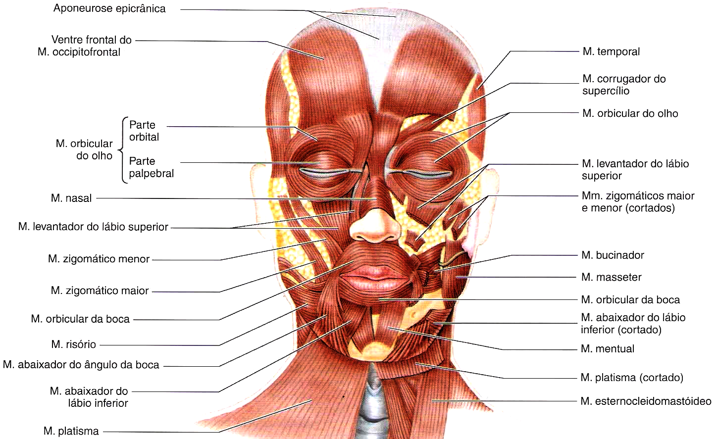 3.2 Anatomia Facial 22 Figura 3.2: Músculos da face Fonte: Adaptada de (MOORE; DALLEY, 2006) Músculos da boca: são vários os músculos responsáveis por alterar o formato da boca e dos lábios.