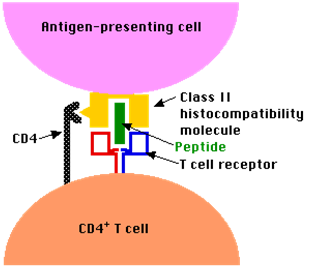 Transplante / Enxertos A resposta imune funciona melhor de acordo com o encaixe MHC + Ag explica a resistência individual a doenças infecciosas Linfócitos Th Linfócitos Tc Autólogo: no mesmo