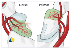 Introdução Anatomia Vascularização Major (80%) ramo dorsal da art radial Minor (20%) ramo palmar superficial da art radial Quanto +