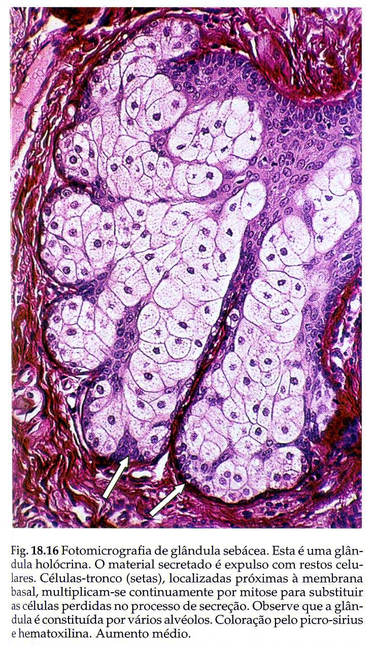 Glândula acinosa ramificada simples GL SEBÁCEA