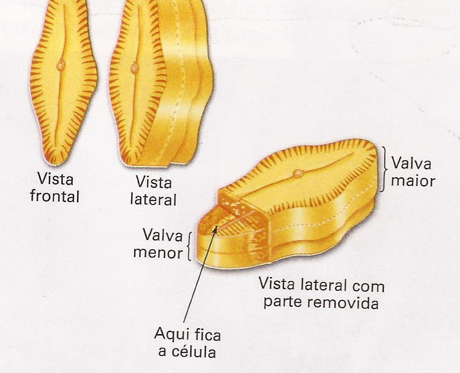 Sílica. É composta por duas VALVAS.