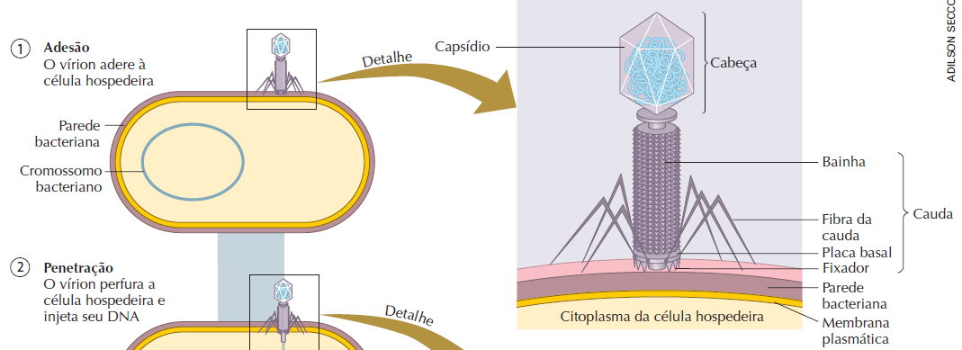 Cerca de 30 minutos após a penetração do DNA de um único fago invasor, a bactéria se rompe e libera