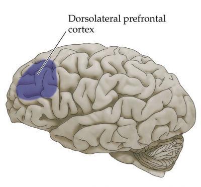 TDAH SINTOMAS E CIRCUITOS Córtex pré-frontal dorsolateral Disfunção executiva ex: