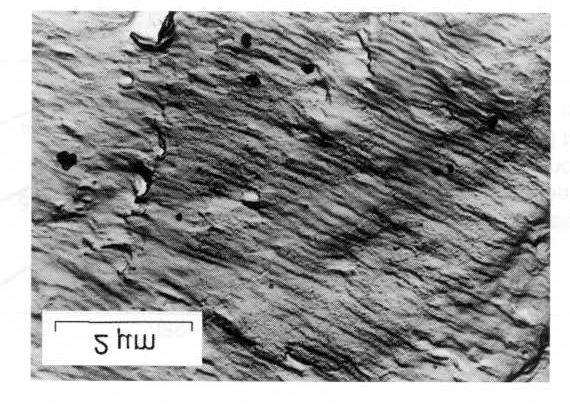 Figura 14: estrias de fadiga espaçadas aproximadamente 0,12 µm umas das outras, de uma surerfície fraturada de aço Ni Cr Mo V.