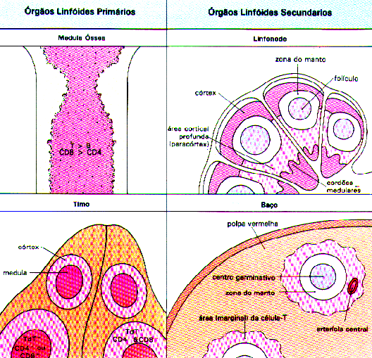Distribuição dos Linfócitos nos órgãos linfóides (primários e secundários). LT (áreas paracorticais nos linfonodos e bainhas periarteriolares do baço).