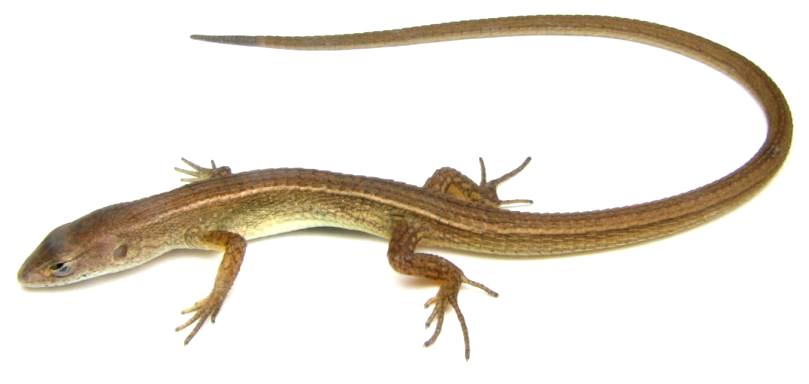 PROTAX Taxonomia e Sistemática de Lagartos e Serpentes (Lepidosauria, Squamata) no Bioma Pampa no sul do Brasil e Uruguai Coordenação: Márcio Borges-Martins