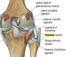 Rupturas meniscais Pitfalls Tendão poplíteo Inserção no côndilo femoral lateral orientação inferior, medial e posterior une-se às fibras musculares do músculo
