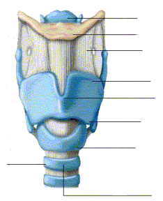 LIGAMENTO CARTILAGEM HIALINA LOCALIZAÇÃO: entre as costelas e vértebras/esterno, articulações sinoviais, septo nasal.