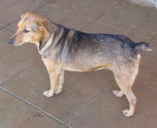 Atenas (Cotó): Uma linda cachorra, muito na dela e