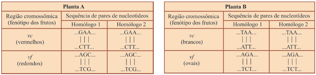 Identifique as sequências de pares de nucleotídeos das regiões cromossômicas vc e vf de uma