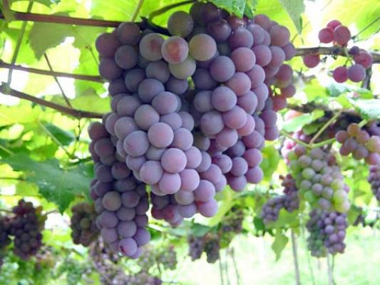 Contribuições da Etnia para Ijuí A principal contribuição dos italianos foi a introdução do cultivo da uva, inicialmente usada na fabricação de vinho que é chamada de