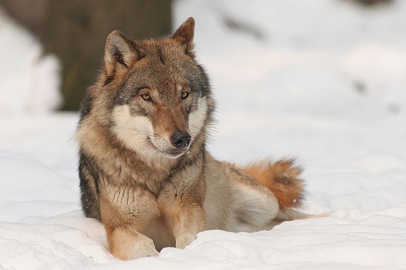 Animal símbolo da Itália O animal símbolo da Itália é o "Canis