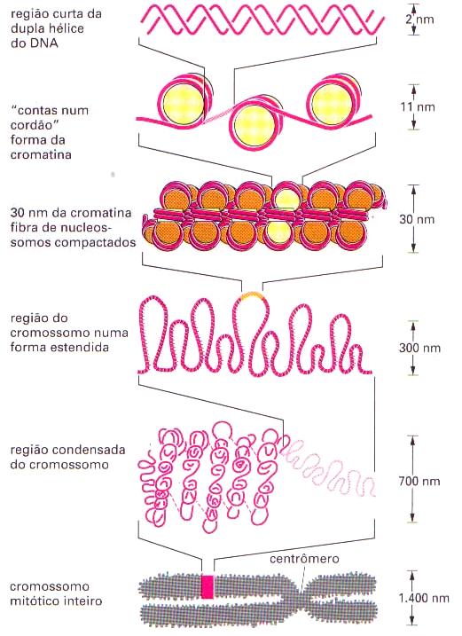 SUPERENROLAMENTO DO DNA Conformação