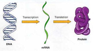 Como o DNA produz as características das O DNA contém os genes! espécies?