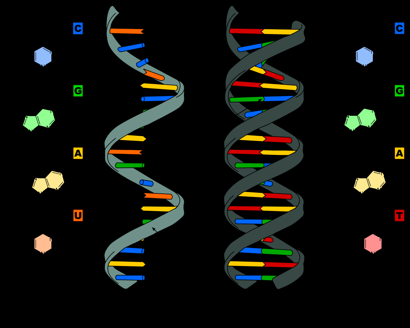 Figura 2.2: Estrutura espacial das Moléculas de RNA e DNA [74]. 2.1.2 Dogma Central da Biologia Molecular O Dogma Central da Biologia Molecular (gura 2.
