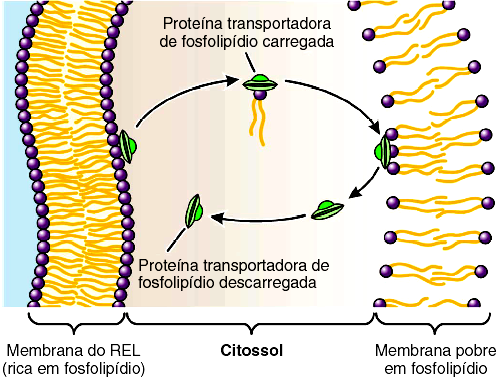 Retículo Endoplasmático Liso Funções do Retículo Endoplasmático Liso - Desintoxicação do organismo por enzimas localizadas nas membranas do REL.