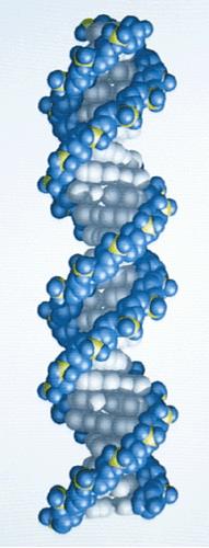 DNA Fenda ou sulco