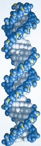 Os Ácidos Nucléicos Função: armazenamento e transmissão da informação genética DNA ácido desoxirribonucléico: armazenador da informação